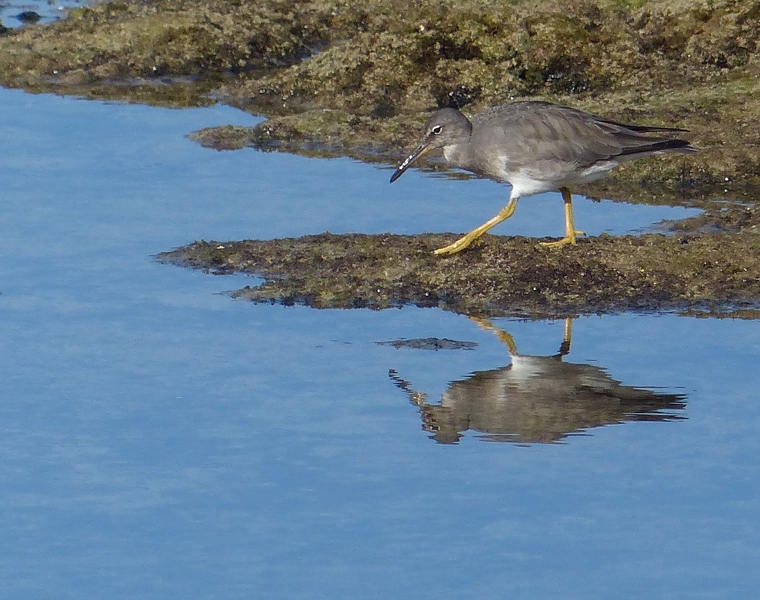Wandering Tattler